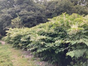 IMG 5850 | Japanese knotweed | JKSL