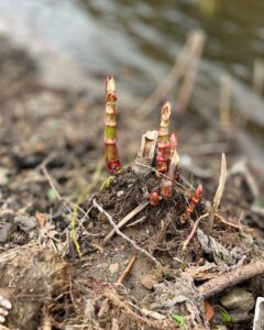 JK23009 | Japanese knotweed | JKSL