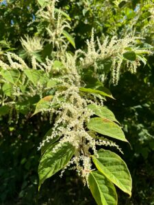 JK23013 | Japanese knotweed | JKSL