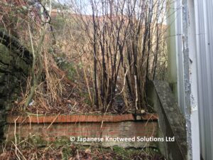 Watermarked | Japanese knotweed | JKSL