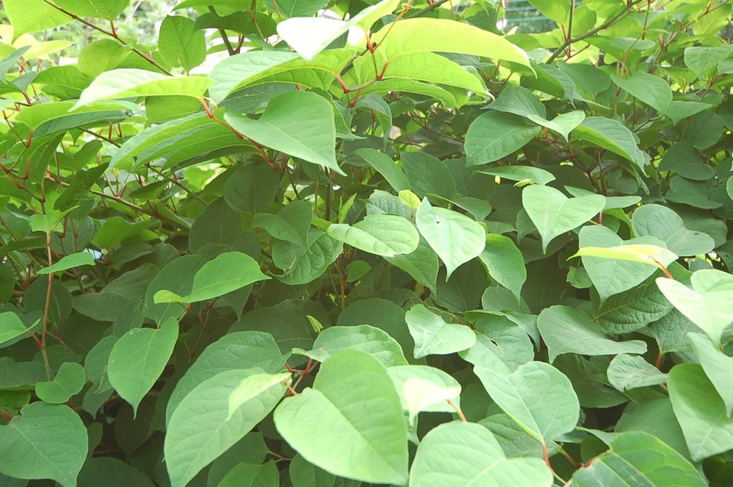 Japanese Knotweed Identification - JKSL