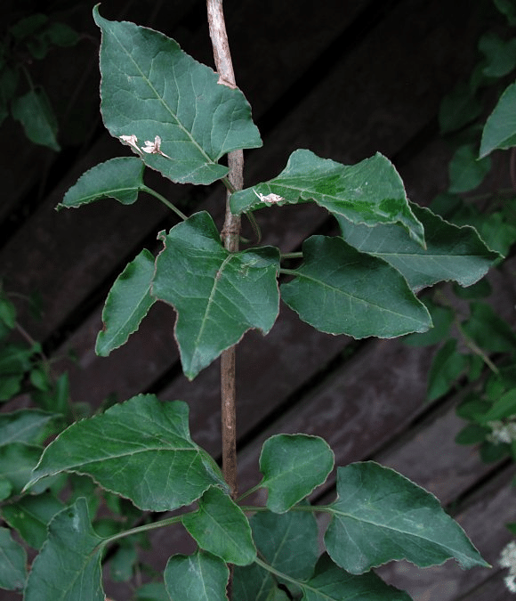 08647df5dce7dfcea6f8f418077fb490 | Japanese knotweed | JKSL