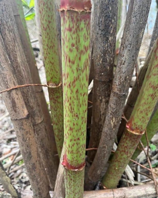 34b8e4acbafd868a76a80b27f24d4666 | Japanese knotweed | JKSL