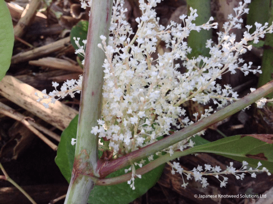 60793bb002b6eb85c542c00bdd444248 | Japanese knotweed | JKSL