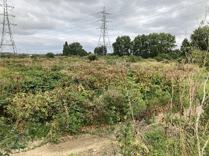 69f286442e2cace749cbe25857594685 | Japanese knotweed | JKSL