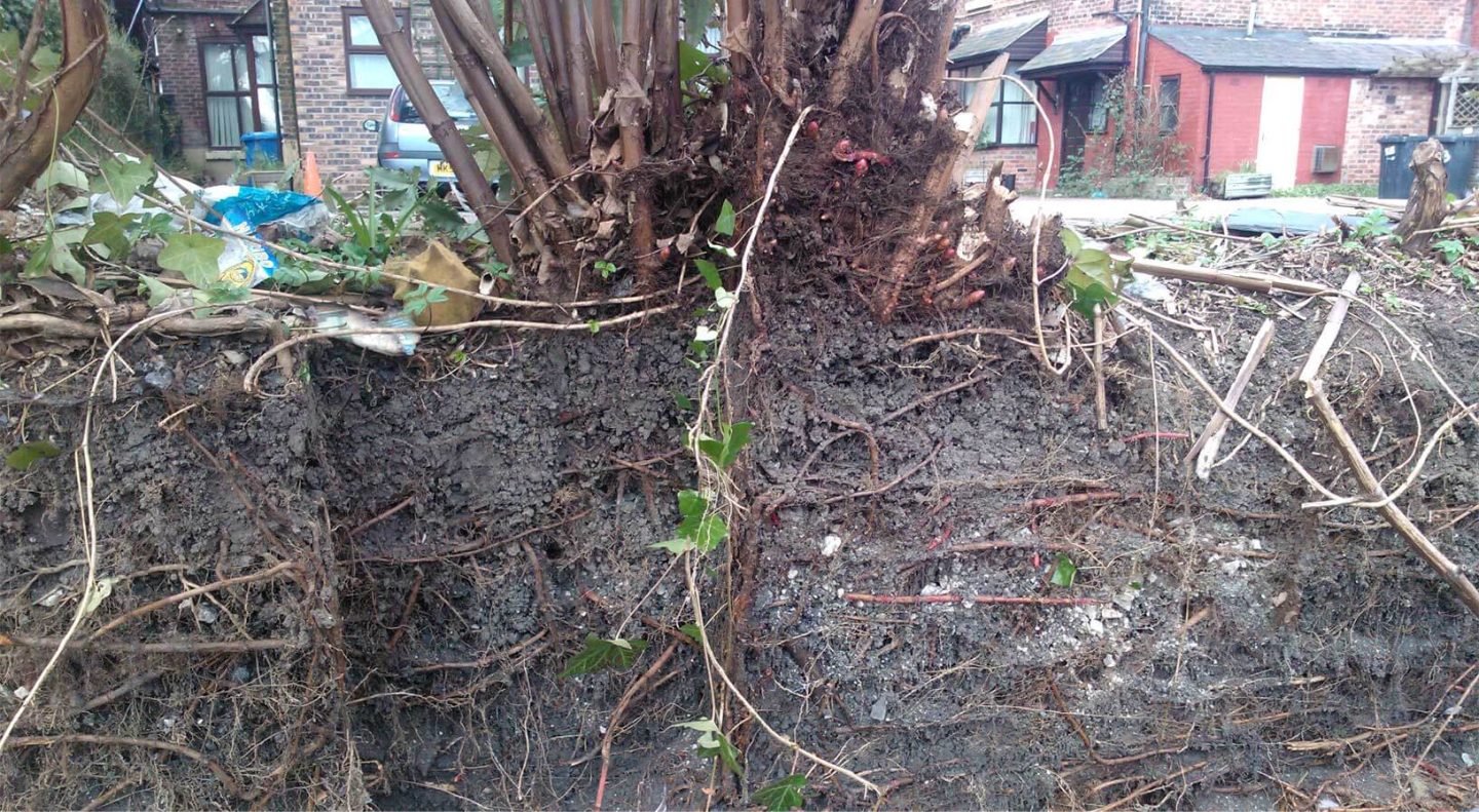 Japanese knotweed Management Plan JKSL