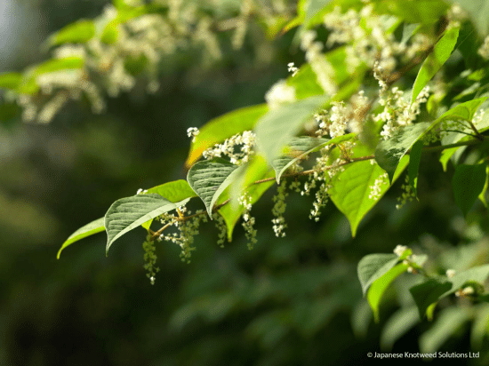 774f8b74b538c5b15c3ae155bbb4a158 | Japanese knotweed | JKSL