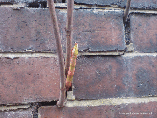 9a119345fdc93ed61e06fac6d9d03654 | Japanese knotweed | JKSL