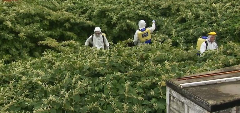 Chemical treatment 2 | Japanese knotweed | JKSL