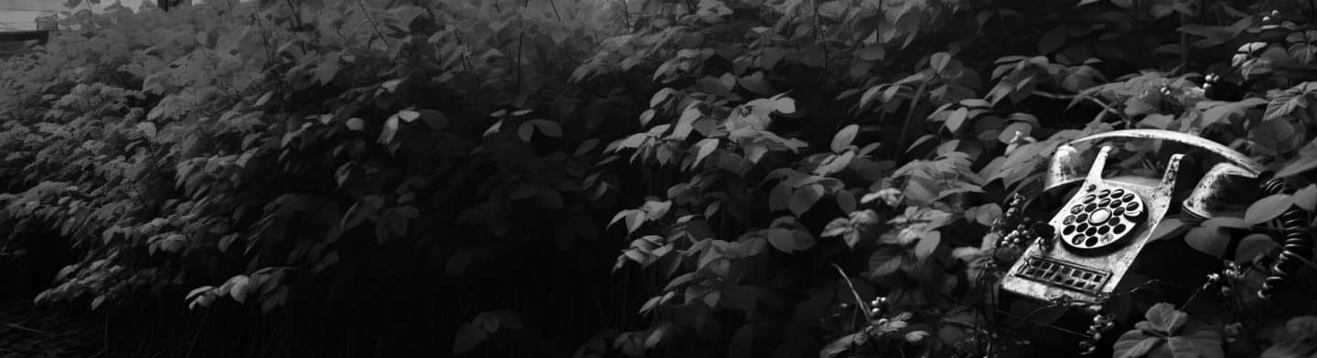 Header | Japanese knotweed | JKSL