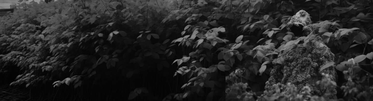 Header 2 | Japanese knotweed | JKSL