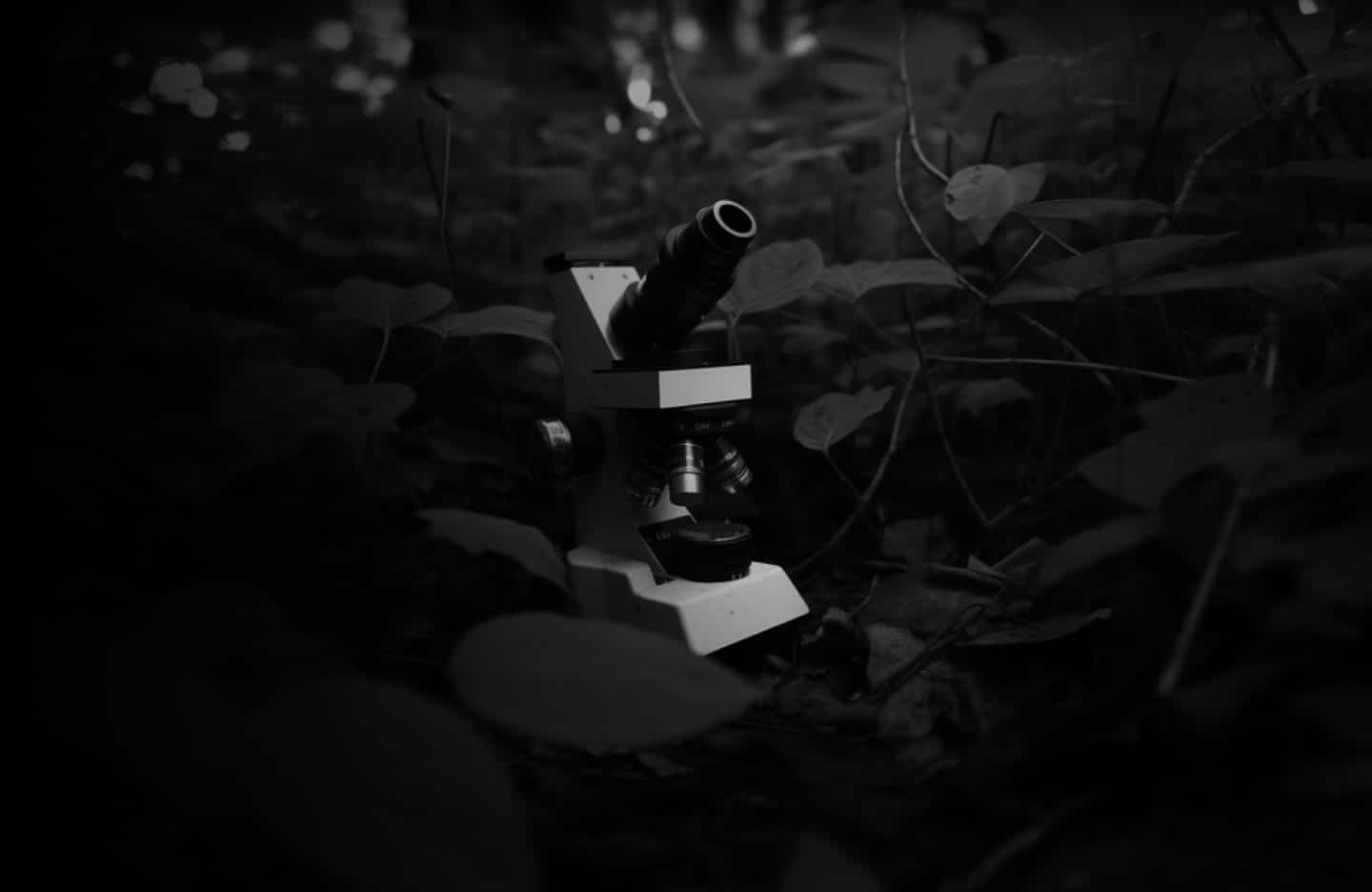 Header BG 2 | Japanese knotweed | JKSL