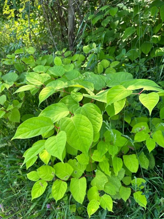 Image 2 | Japanese knotweed | JKSL