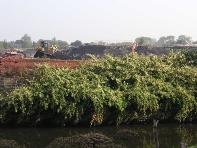 Image 3 | Japanese knotweed | JKSL