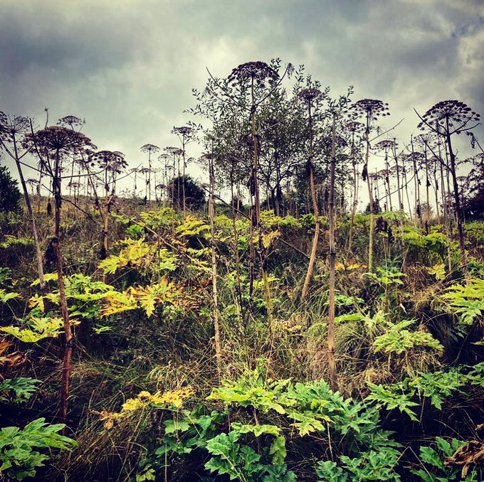 Image 4 | Japanese knotweed | JKSL