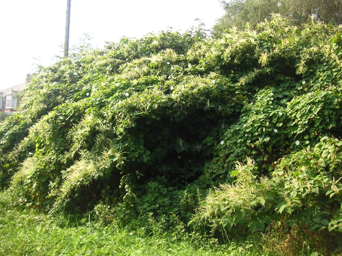 Japanese Knotweed Excavation 5 JK 1 | Japanese knotweed | JKSL