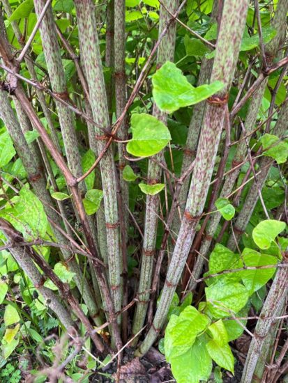 JK stems | Japanese knotweed | JKSL