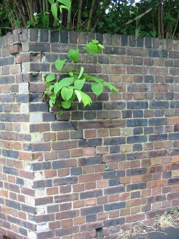 Large kw growing behind wall close up through wall 3 | Japanese knotweed | JKSL