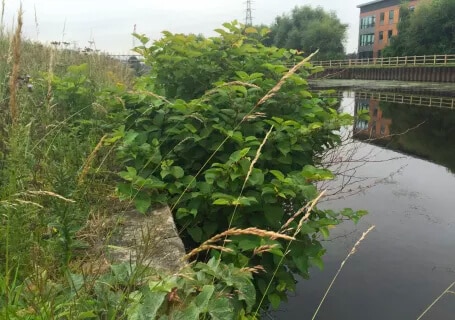 a photograph of Japanese Knotweed growing from a wall over a river on abandoned property, showing the relationship between Japanese Knotweed and mortgages