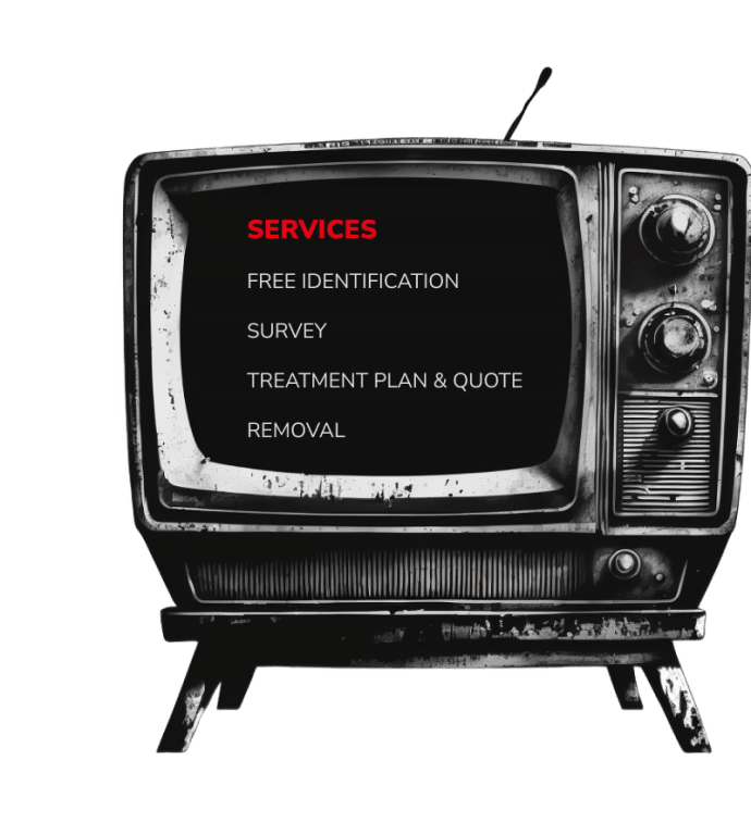 Services TV | Japanese knotweed | JKSL