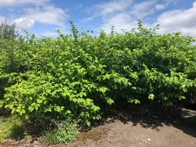 adae6f03e6cb7796c0b5724662d64d6b | Japanese knotweed | JKSL