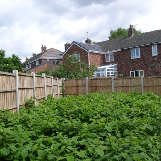 Japanese knotweed images