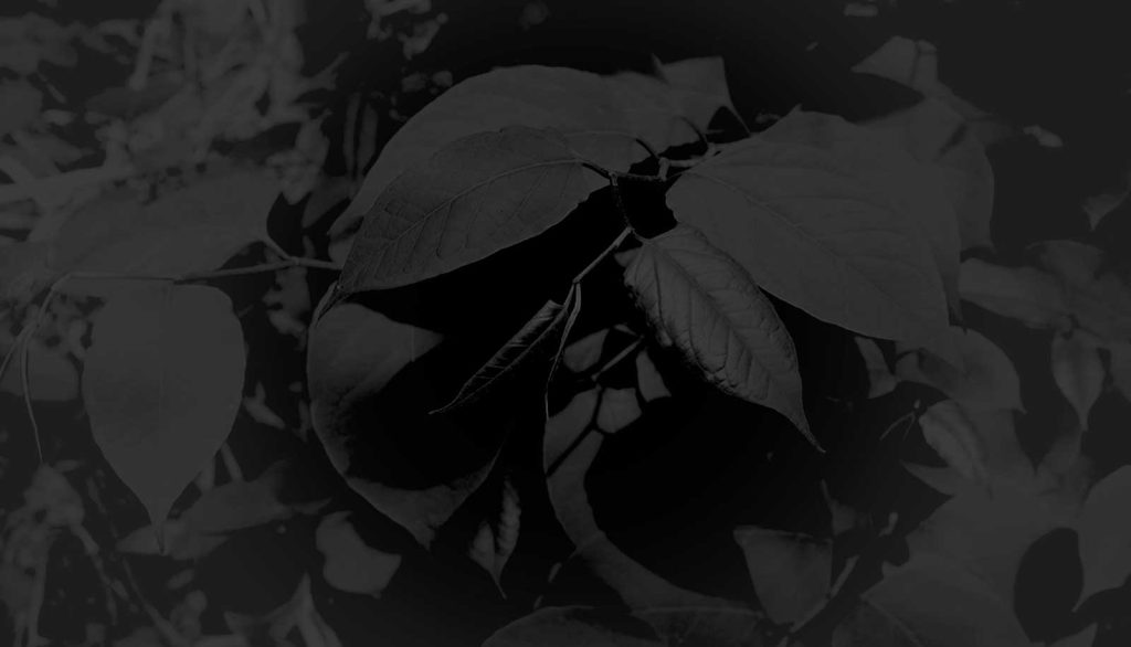 Controlling Japanese Knotweed | Methods & More