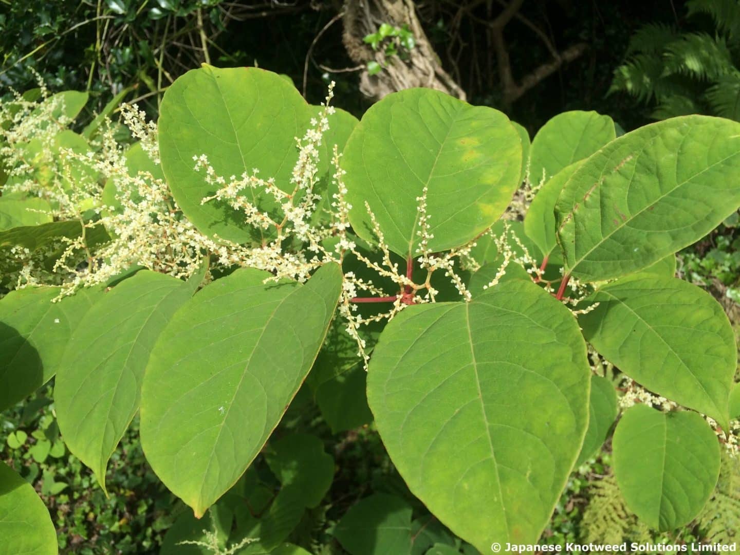 flowers leaves 1 scaled 1 | Japanese knotweed | JKSL