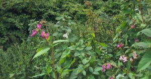 heaton1 300x158 1 | Japanese knotweed | JKSL