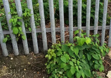 heaton2 | Japanese knotweed | JKSL