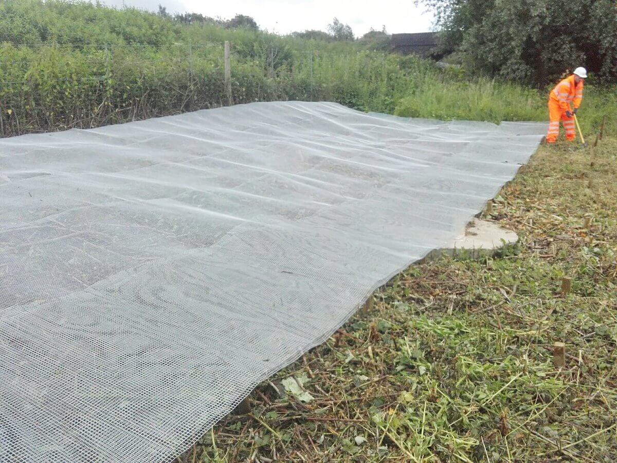 Controlling Japanese Knotweed | Methods & More