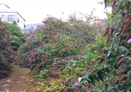 ordsall3 | Japanese knotweed | JKSL