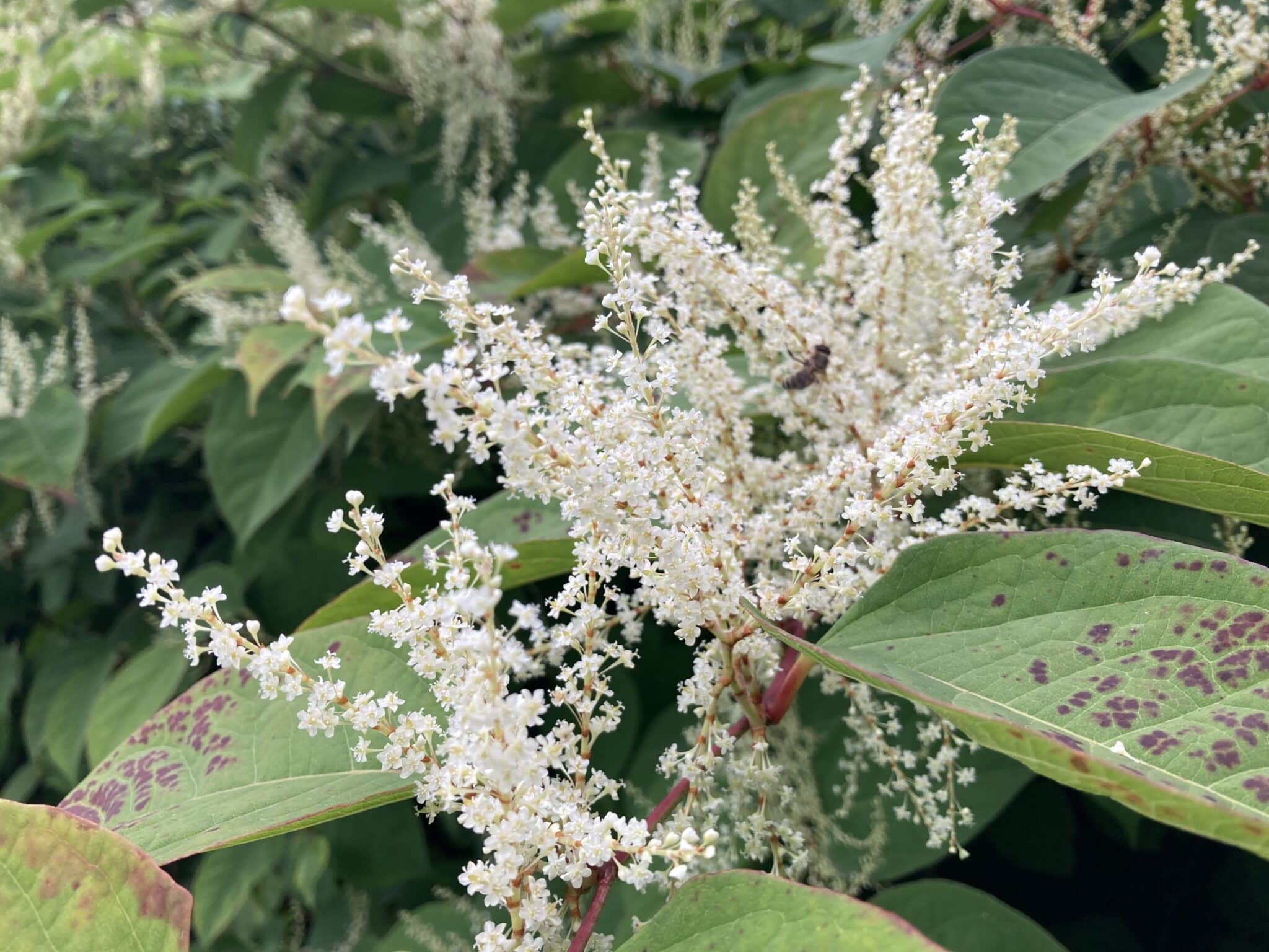 Japanese Knotweed Identification JKSL Japanese knotweed identification jksl