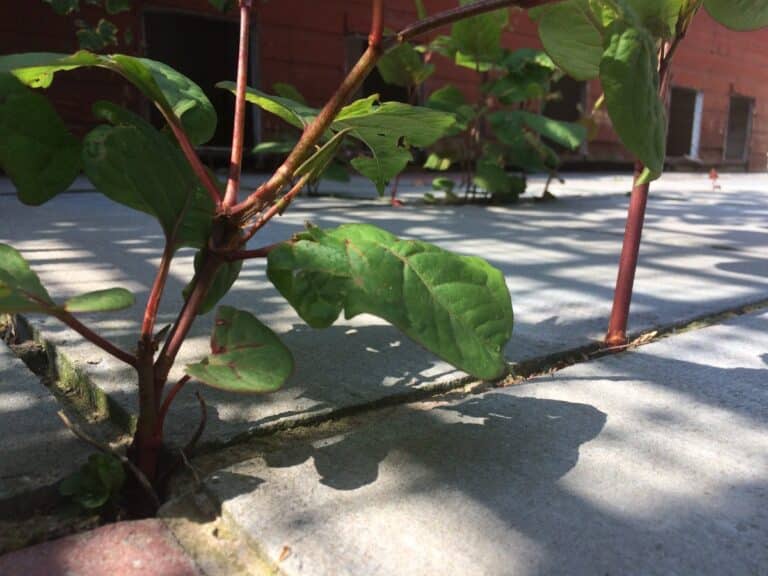Flagstones | Japanese knotweed | JKSL