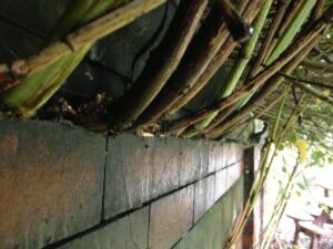 JK damage to retaining wall | Japanese knotweed | JKSL