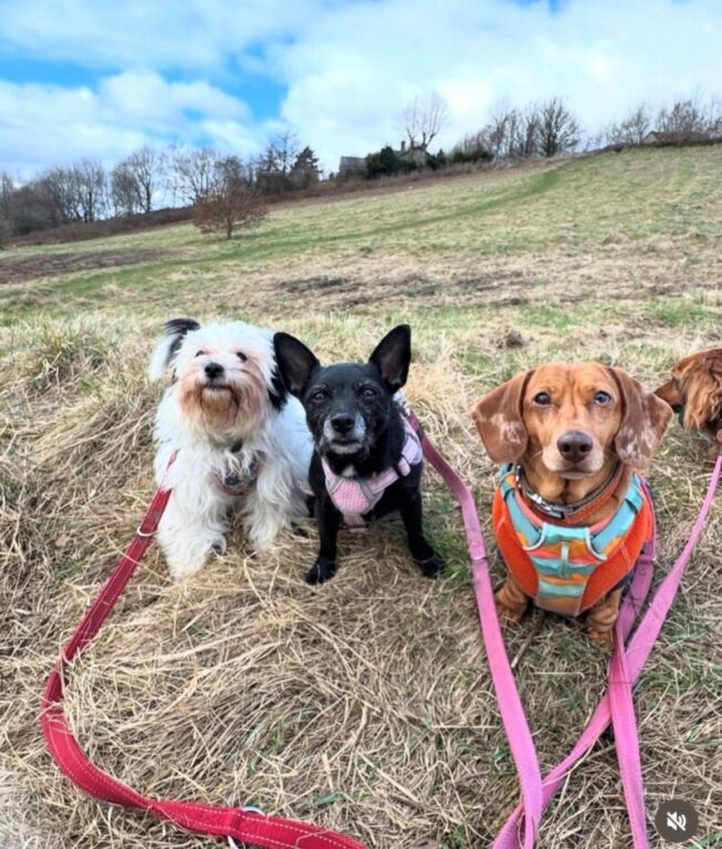 Lily and her daycare buddies