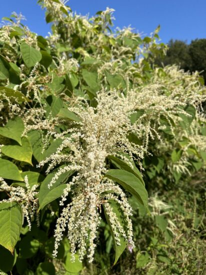1725625472684 | Japanese knotweed | JKSL