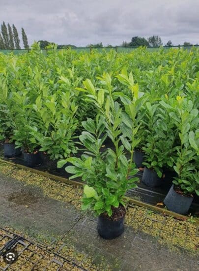 Hedges | Japanese knotweed | JKSL