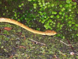 Mongoose 4 | Japanese knotweed | JKSL