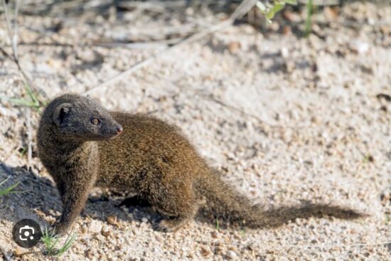 Mongoose | Japanese knotweed | JKSL
