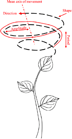 Circumnutation | Japanese knotweed | JKSL
