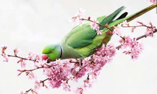 parakeet | Japanese knotweed | JKSL