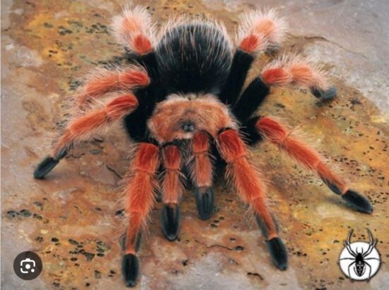 spider | Japanese knotweed | JKSL